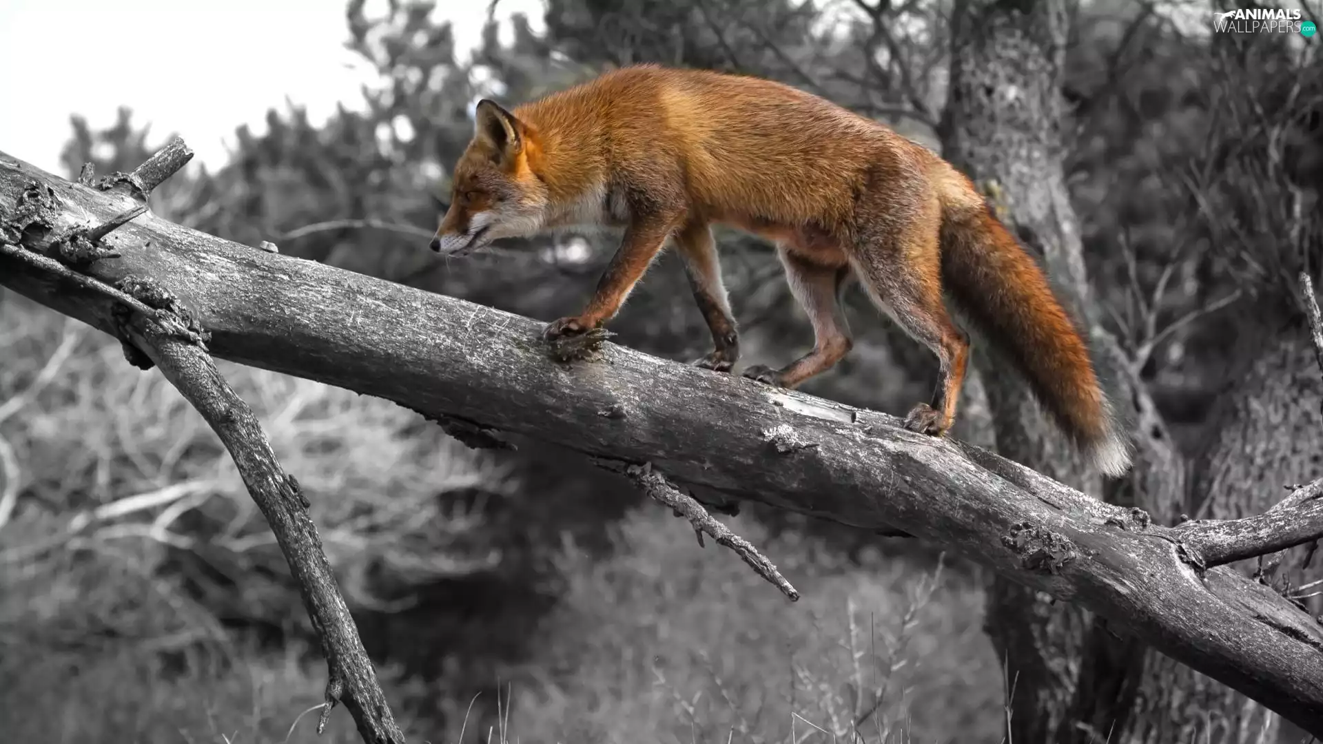 ginger, dry, trees, Fox