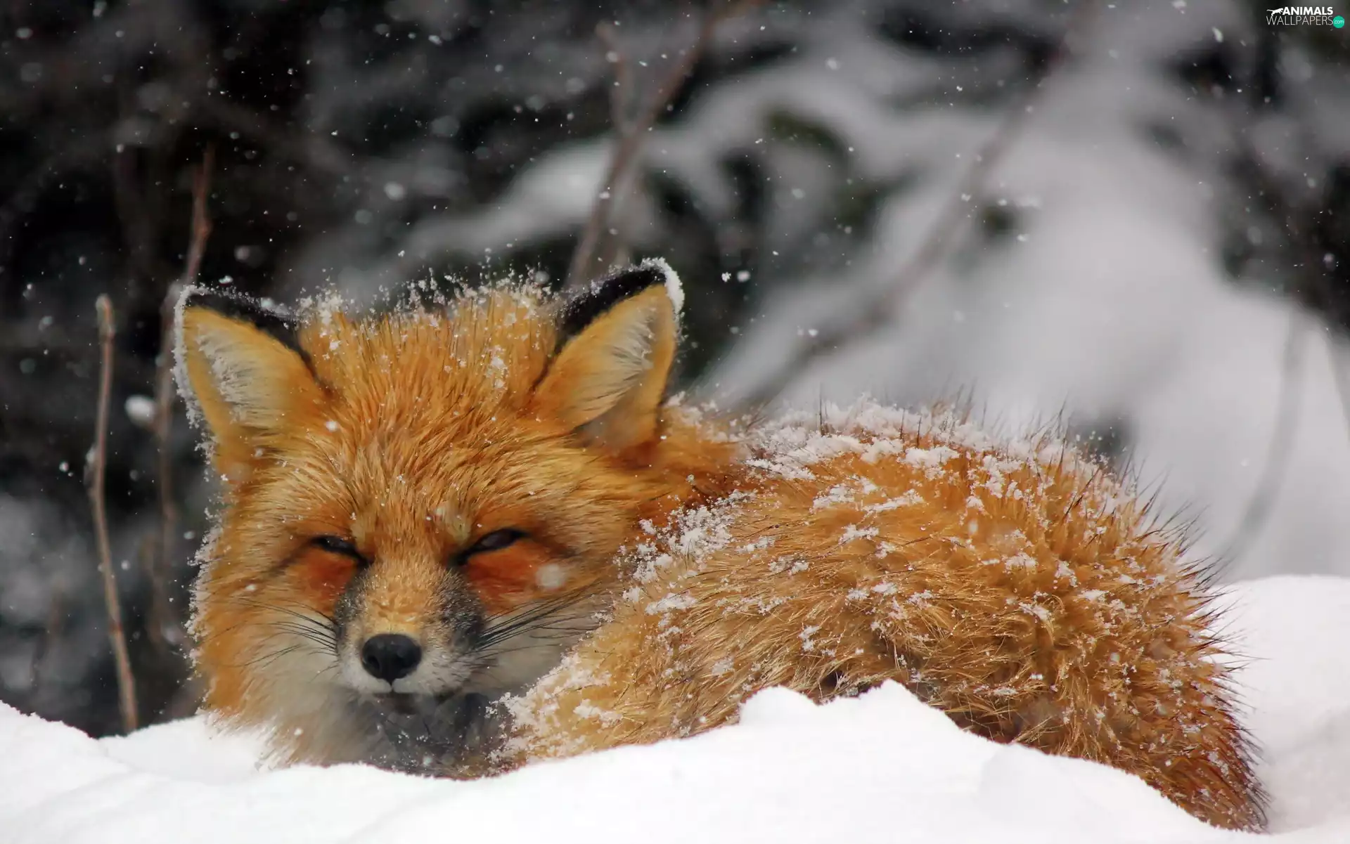 ginger, snow, winter, fox