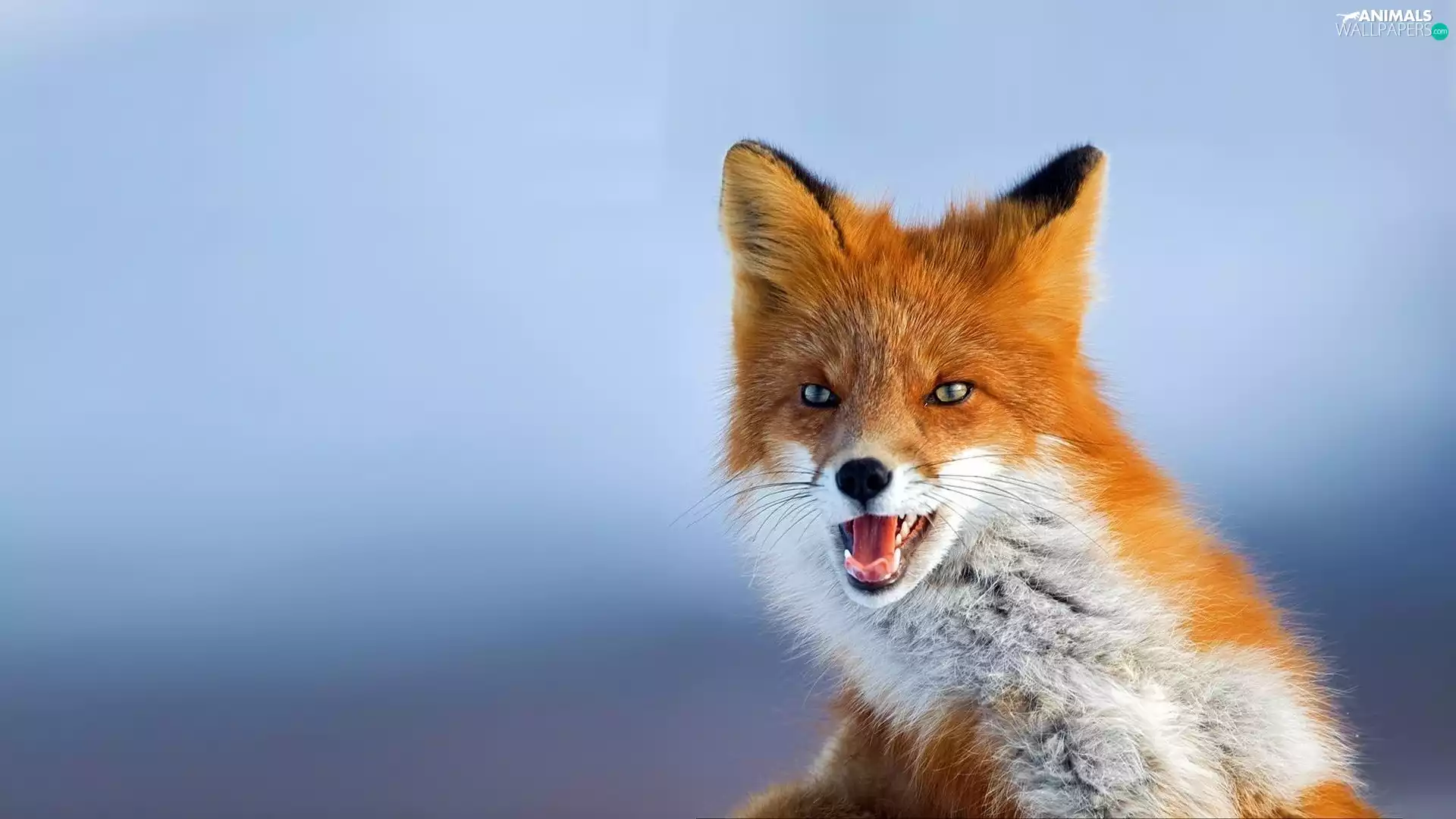 fox, young, ginger