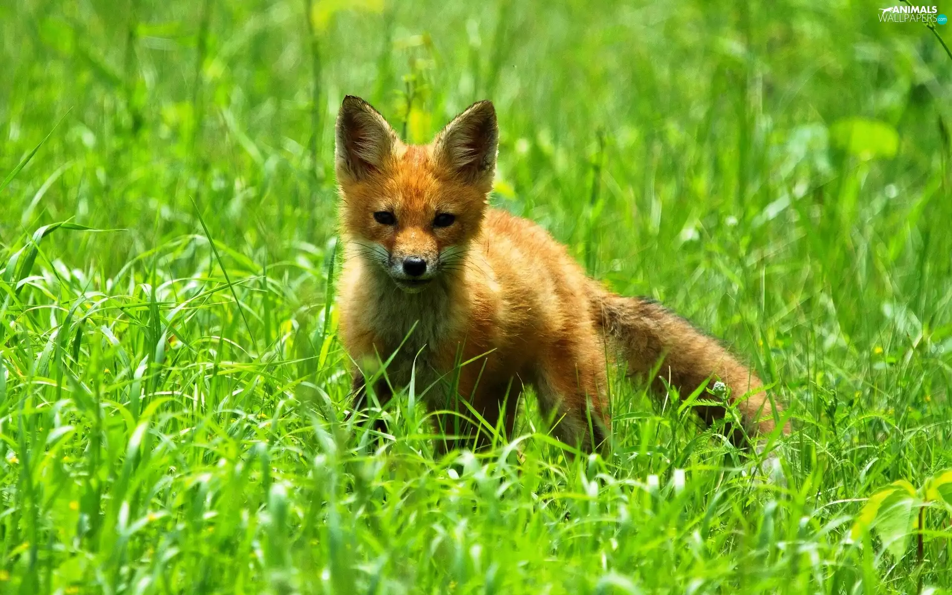 fox, grass
