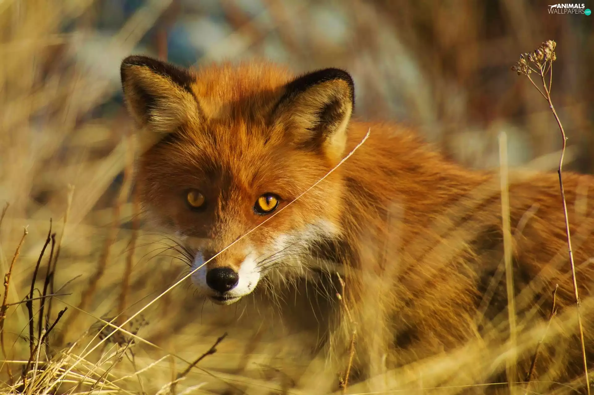 Head, blades, grass, Fox