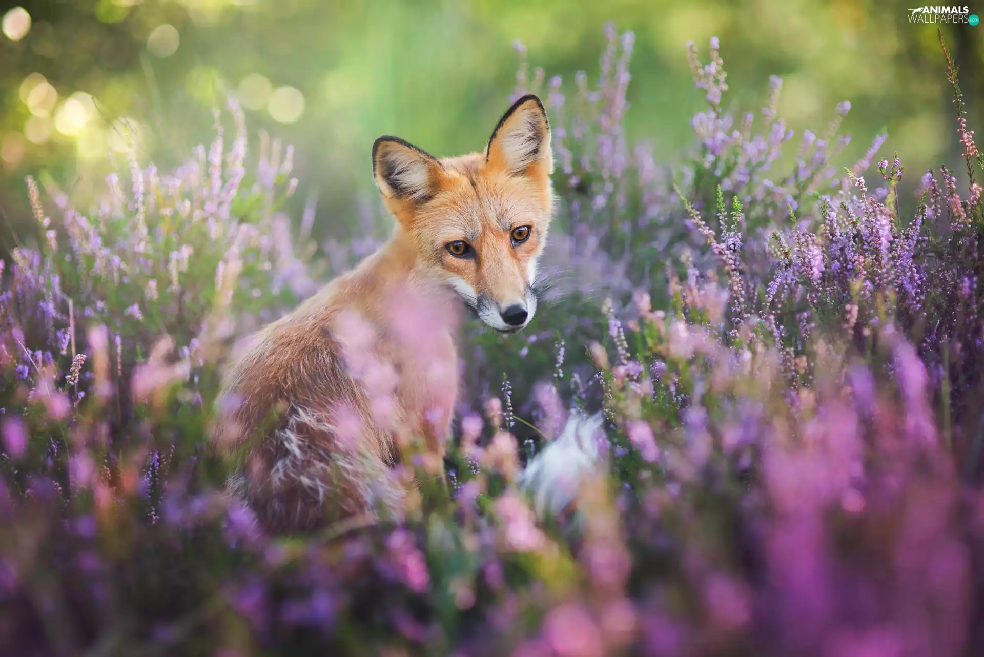 Fox, heather