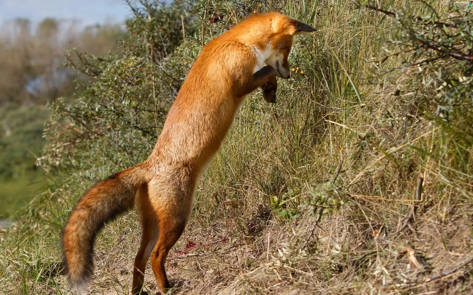 Fox, hunting