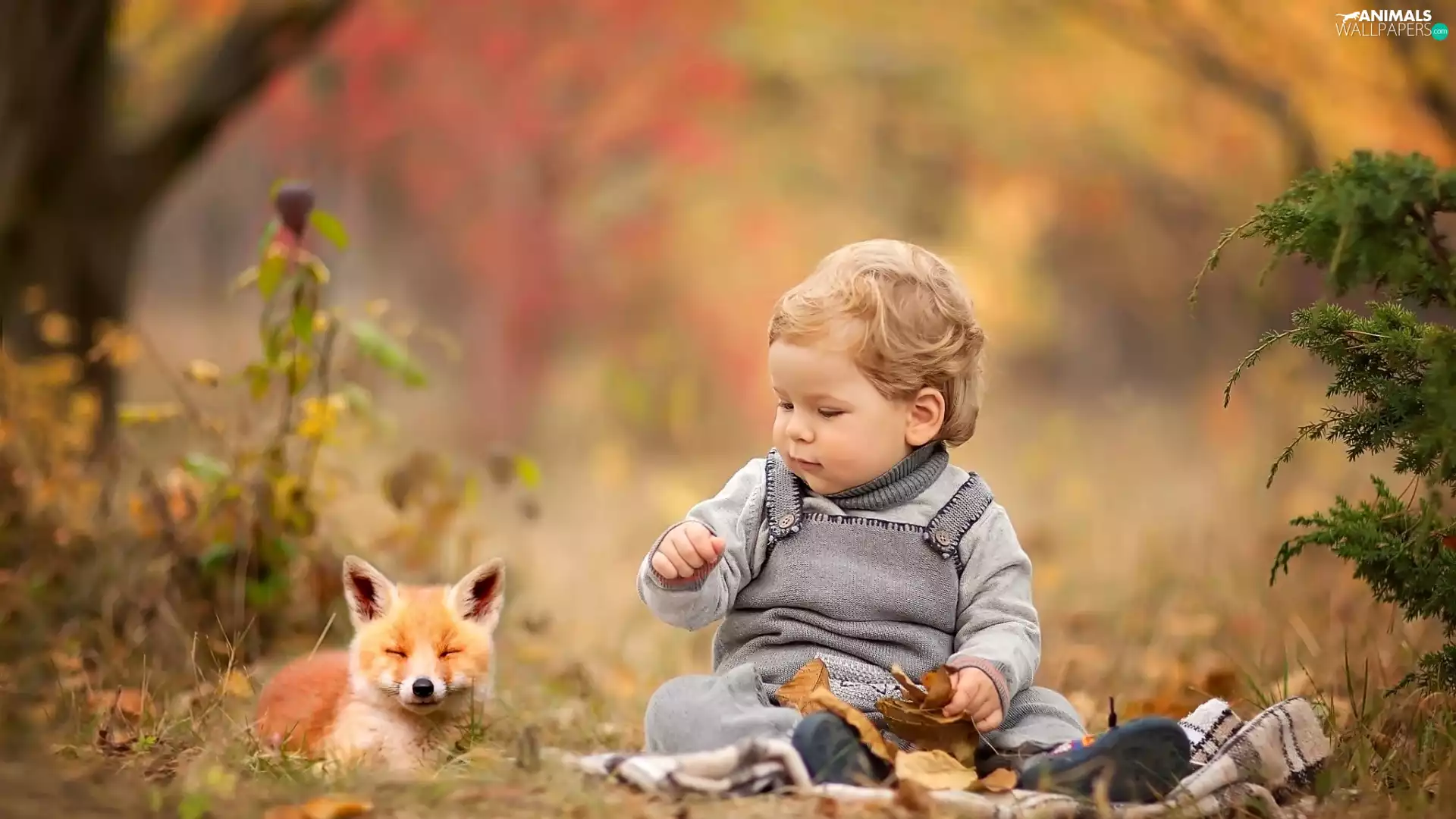 fox, autumn, Kid