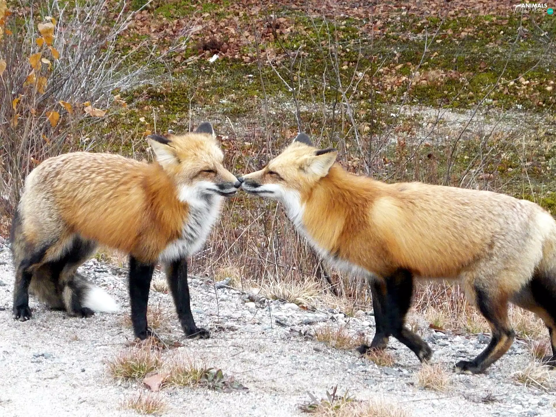 kiss, Two cars, fox