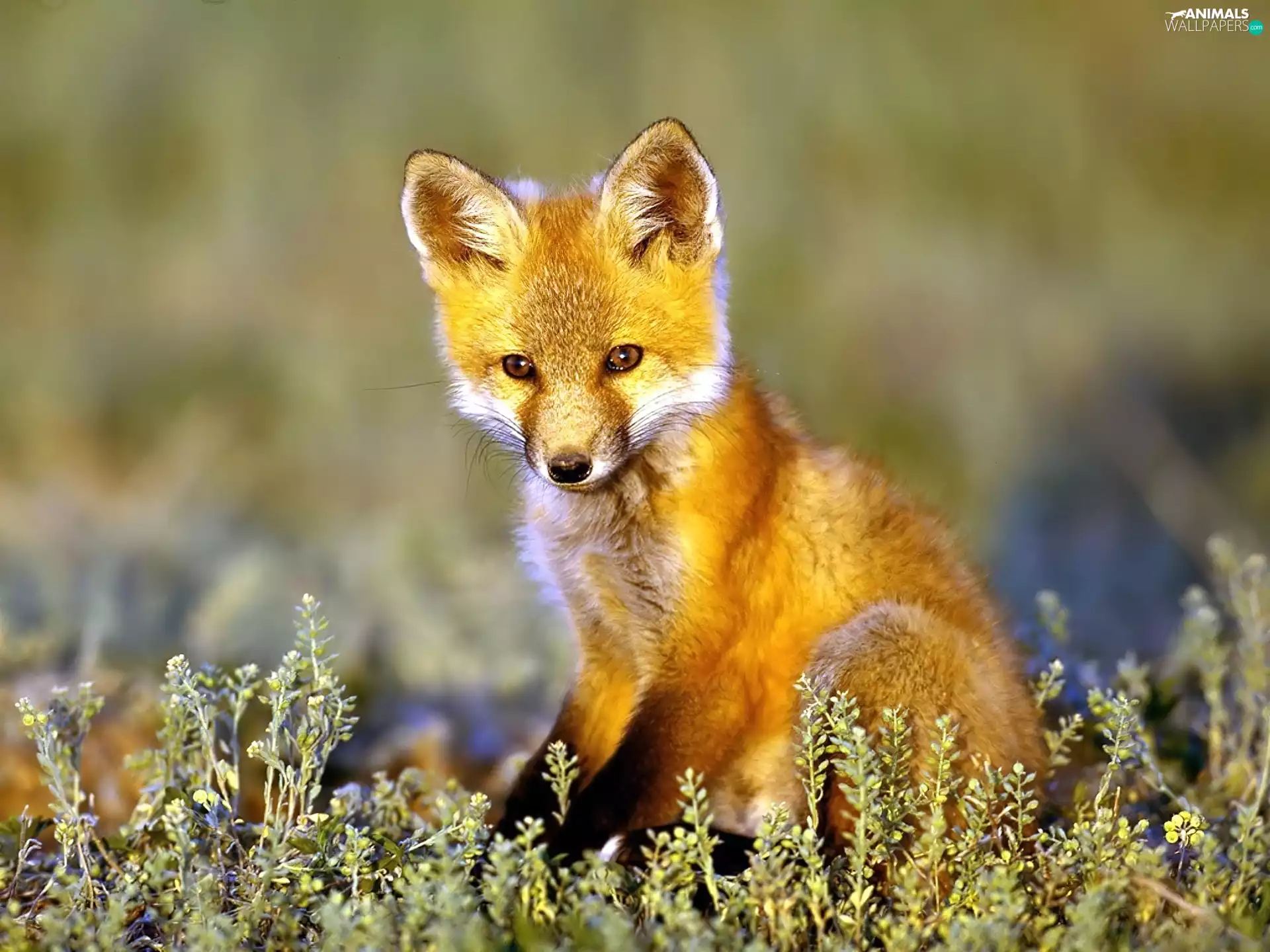 fox, The look