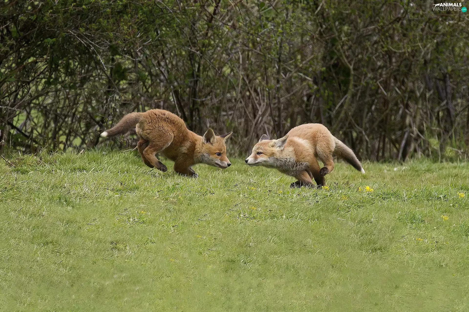 Meadow, little doggies, fox