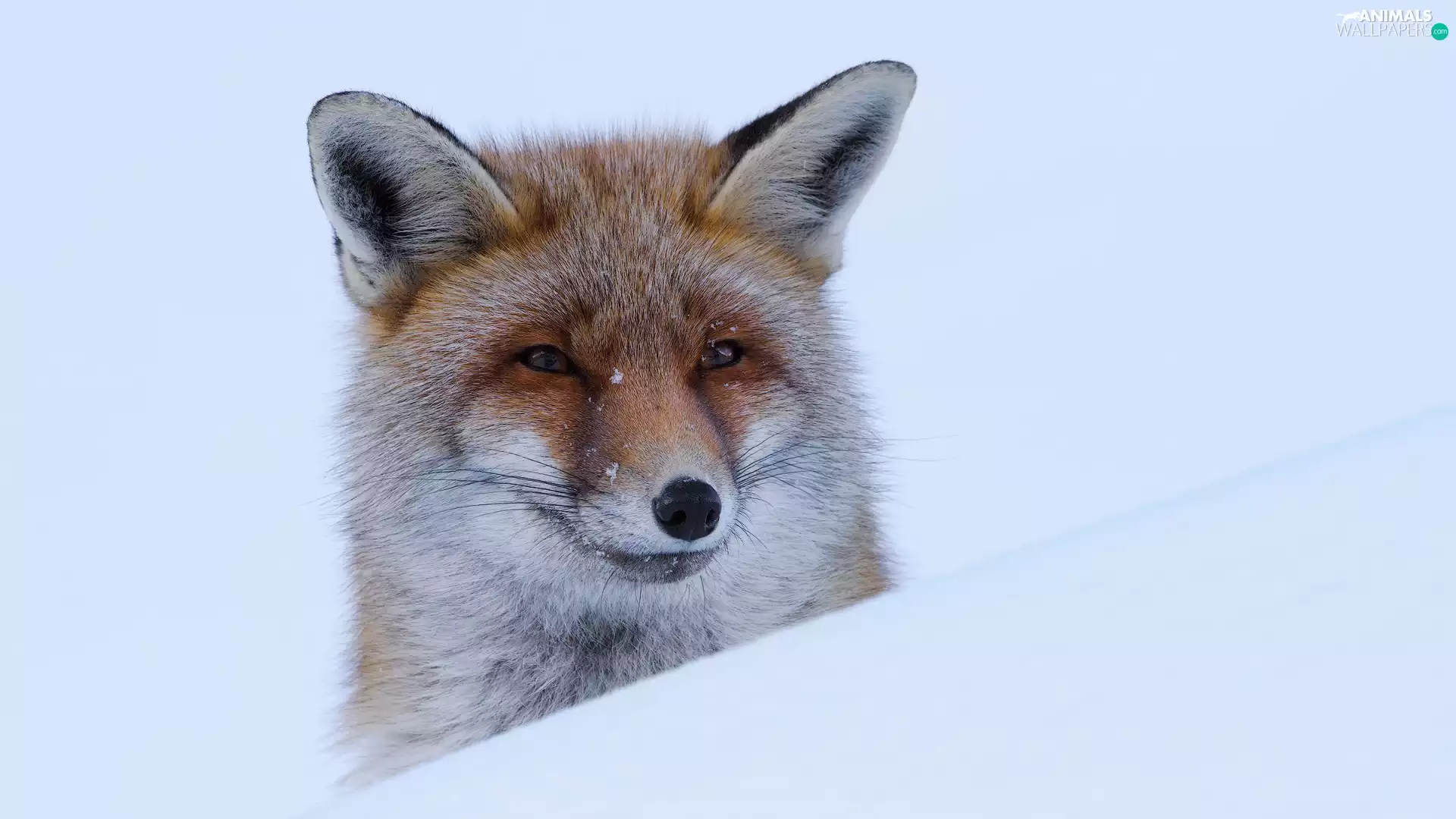 Fox, snow, muzzle