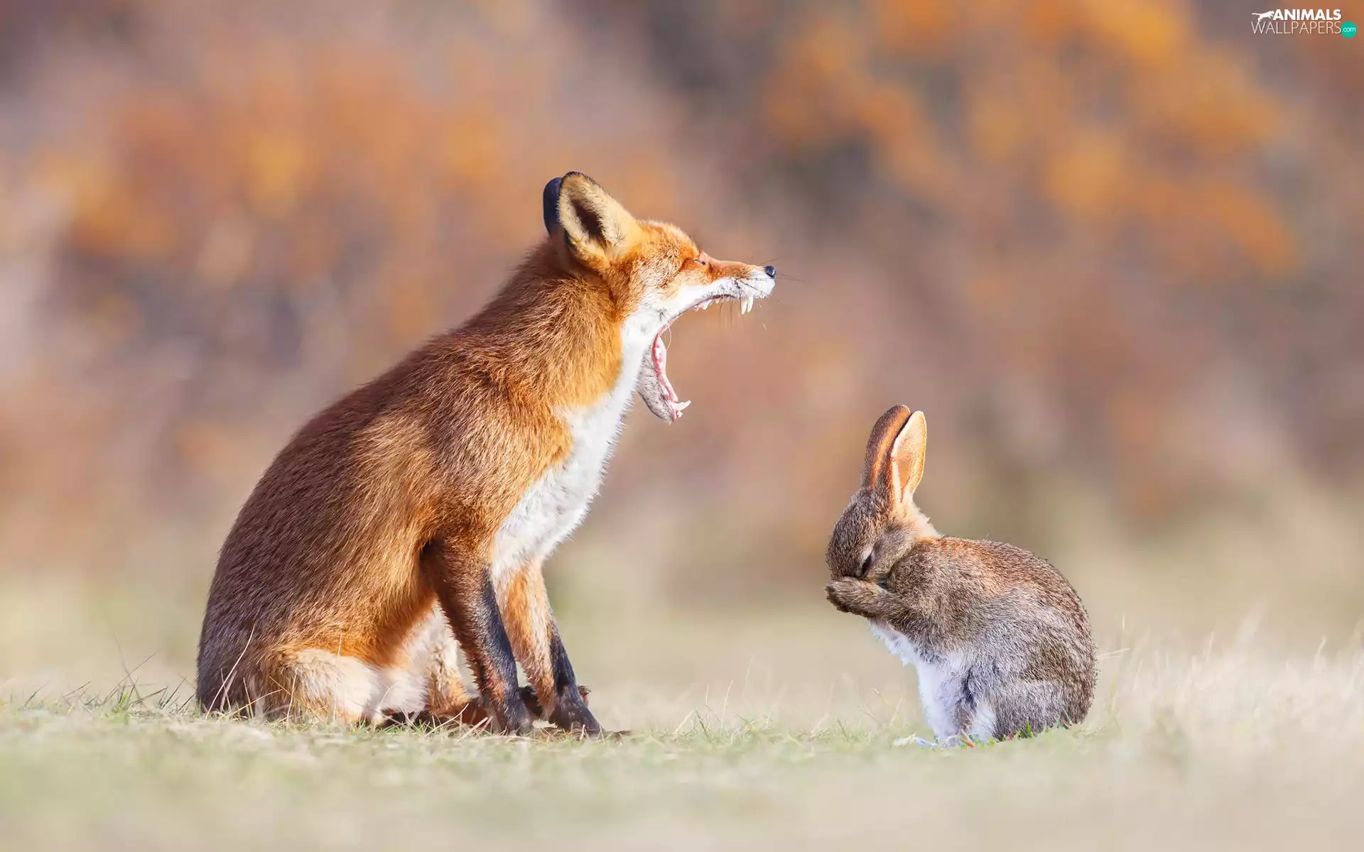 Fox, Wild Rabbit