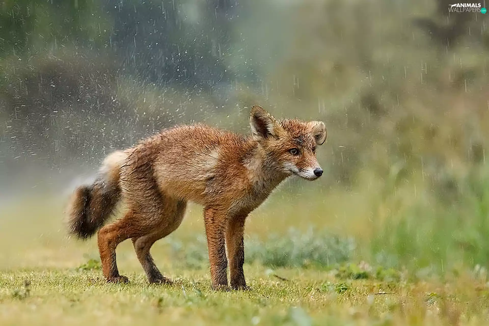 Fox, Rain