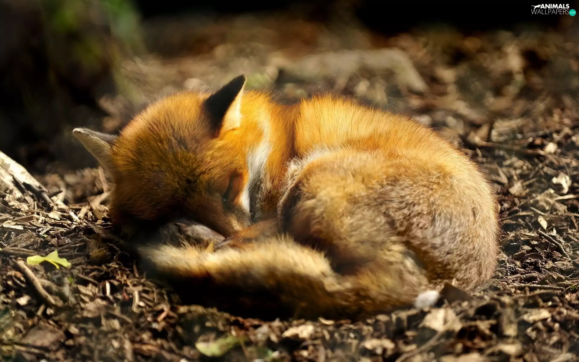fox, ginger, sleepy