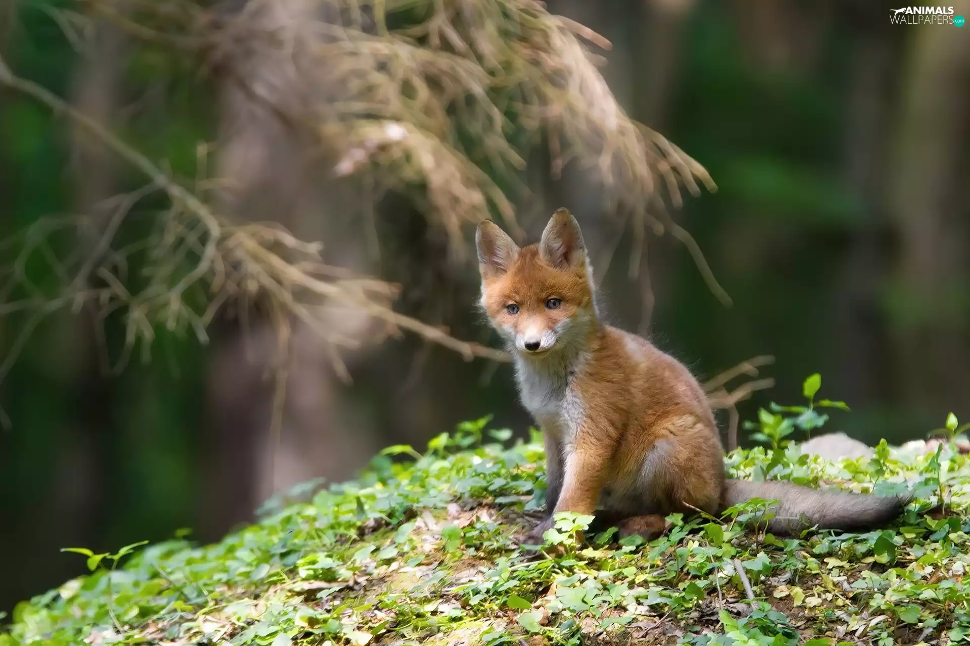 fox, small