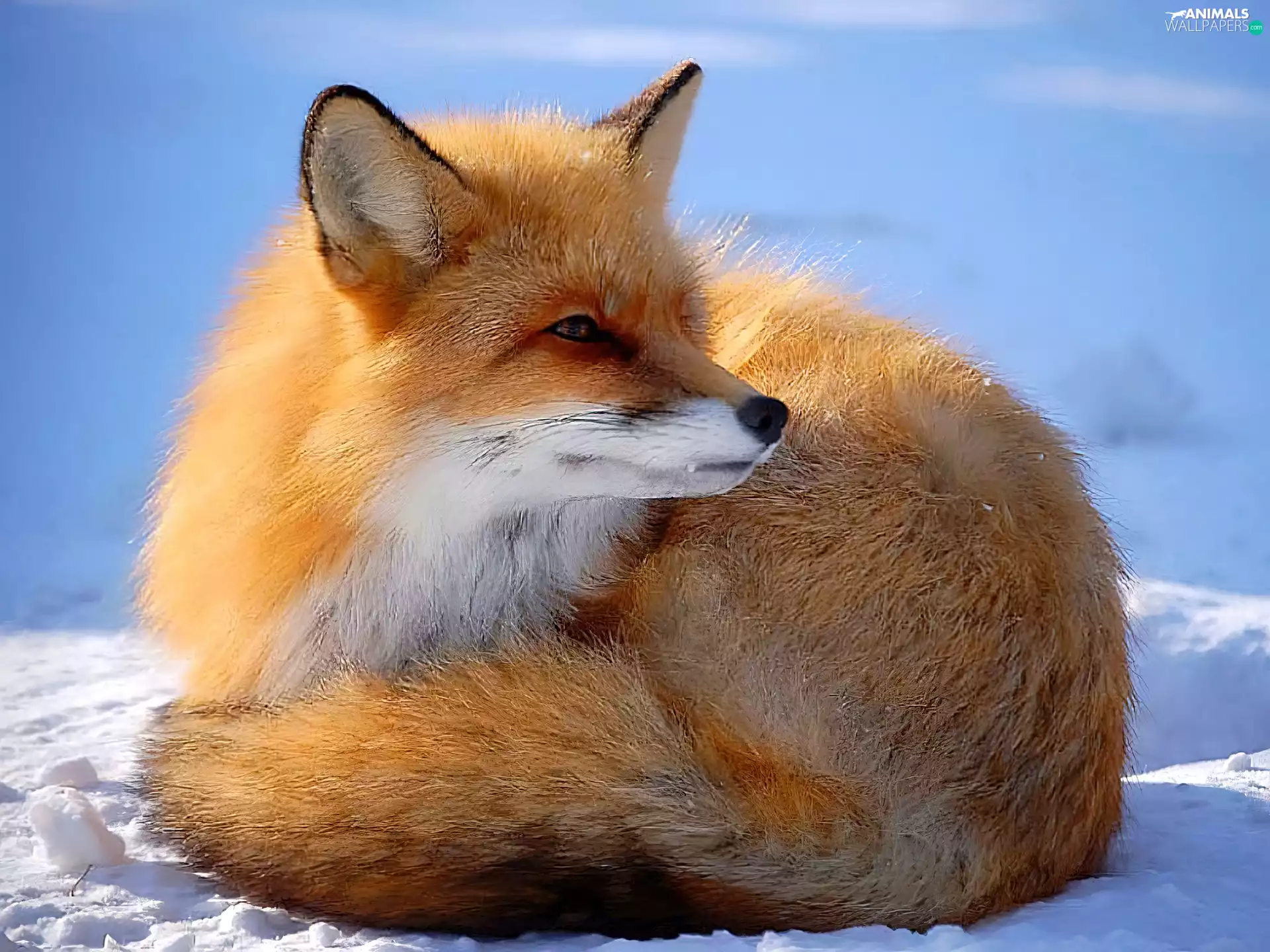 Fox, snow