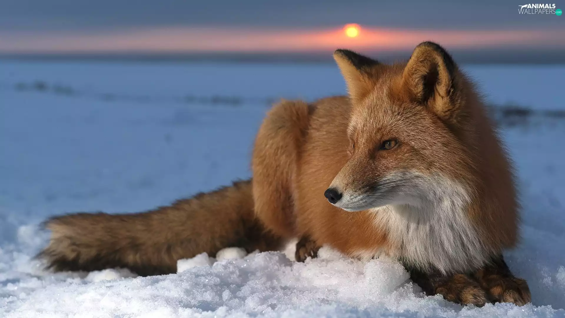 Fox, snow