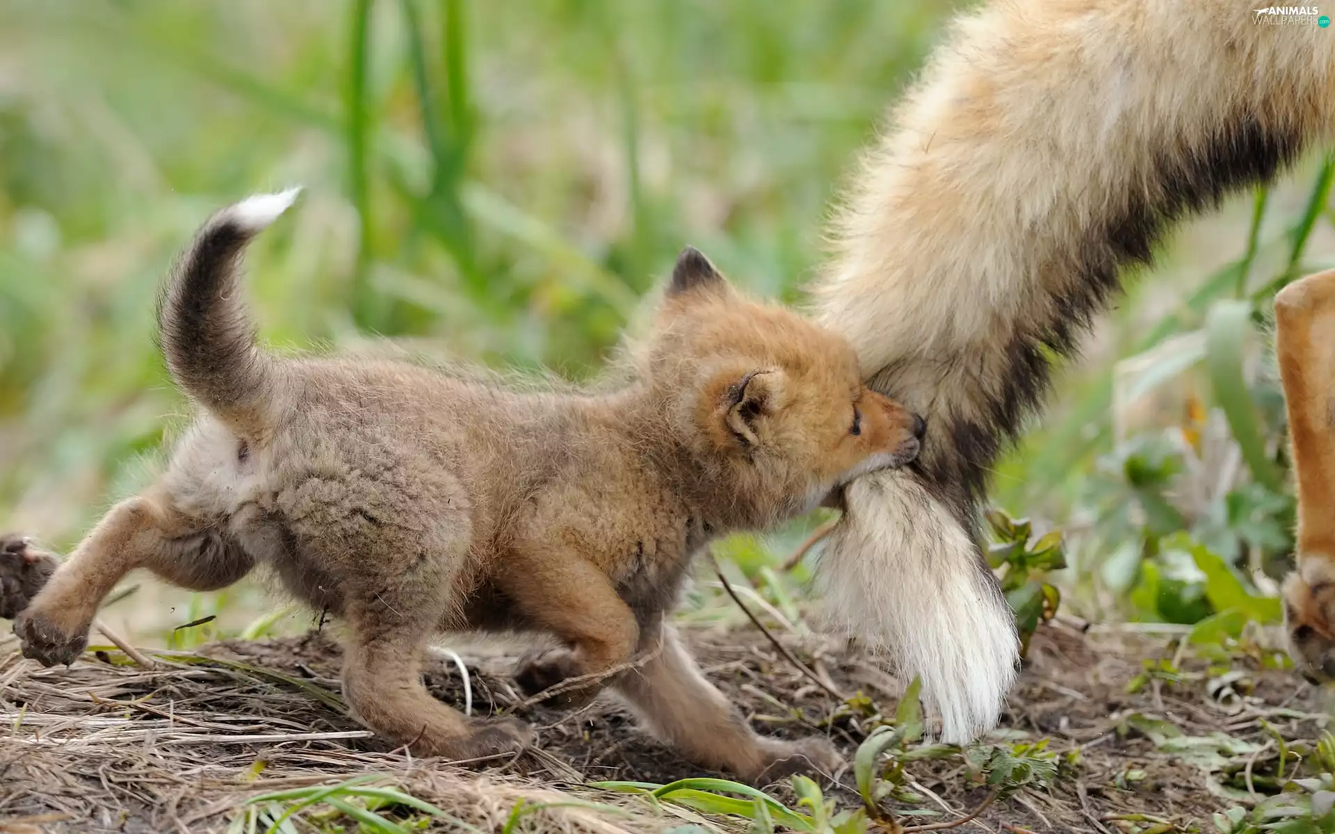 fox, tail