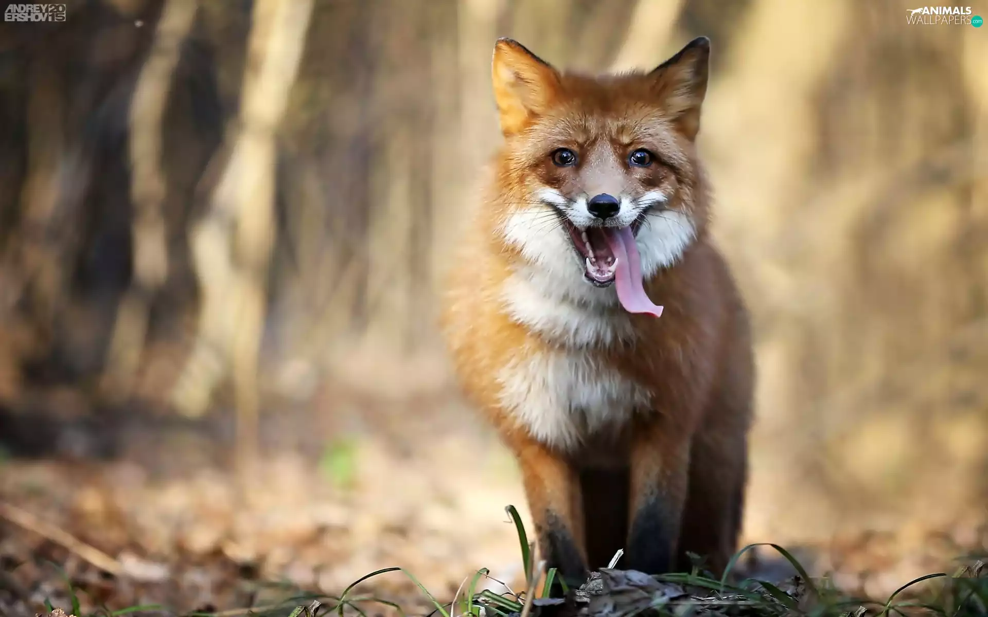 Fox, Tounge