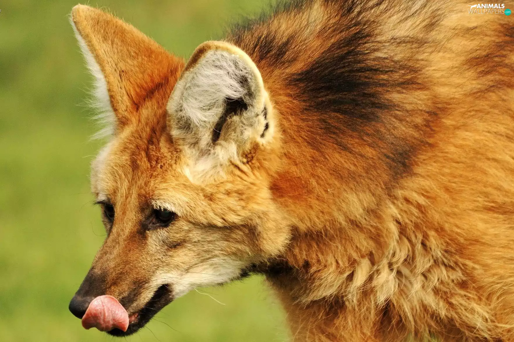 fox, Tounge