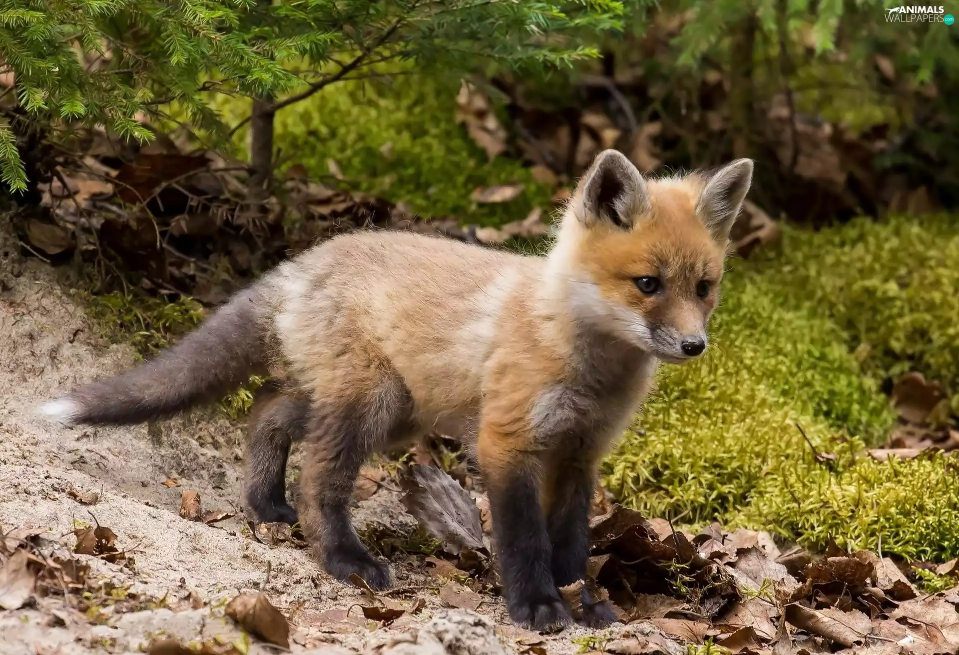 Leaf, young, viewes, fox, honeyed, trees, forest