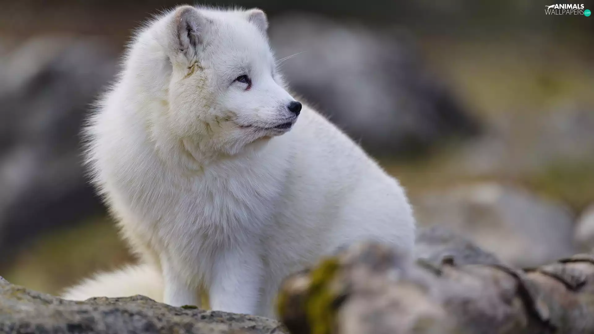 Arctic Fox, White, Arctic Fox