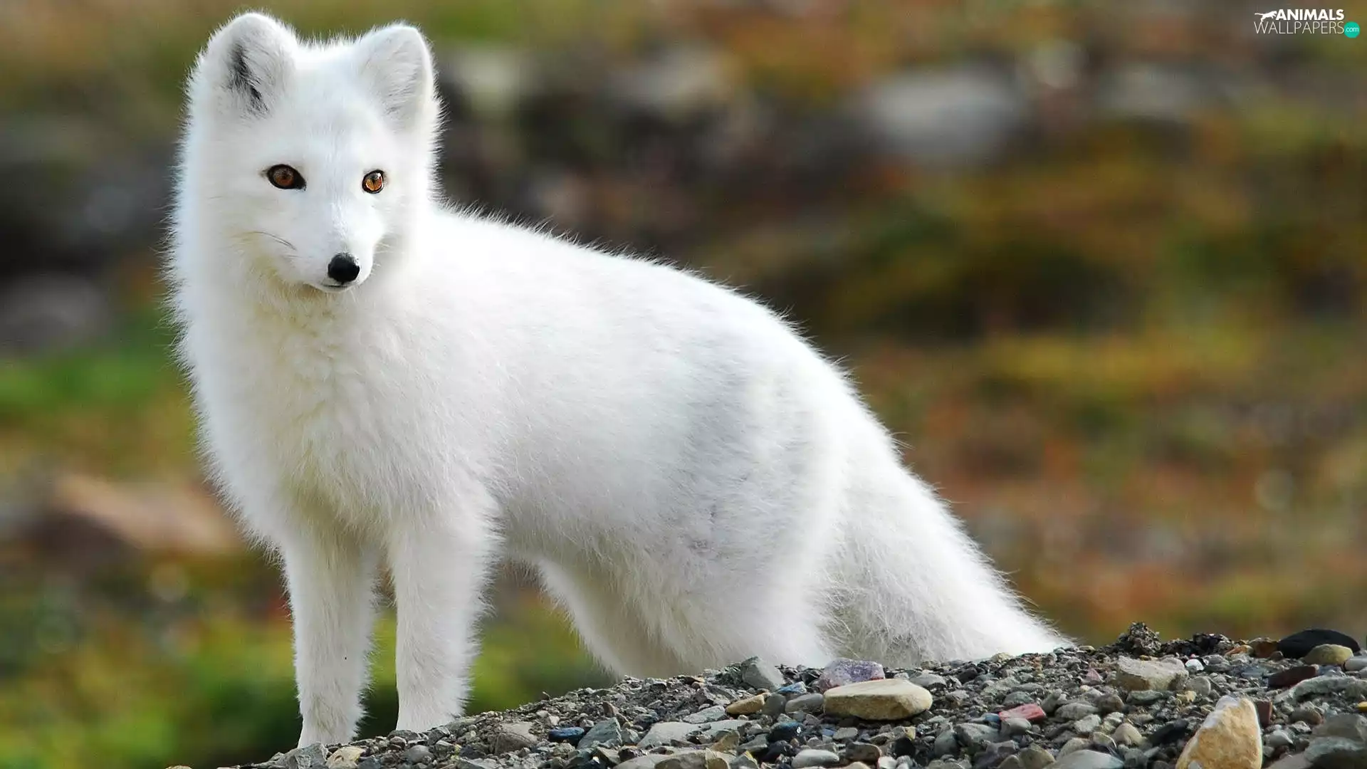 fox, small, White