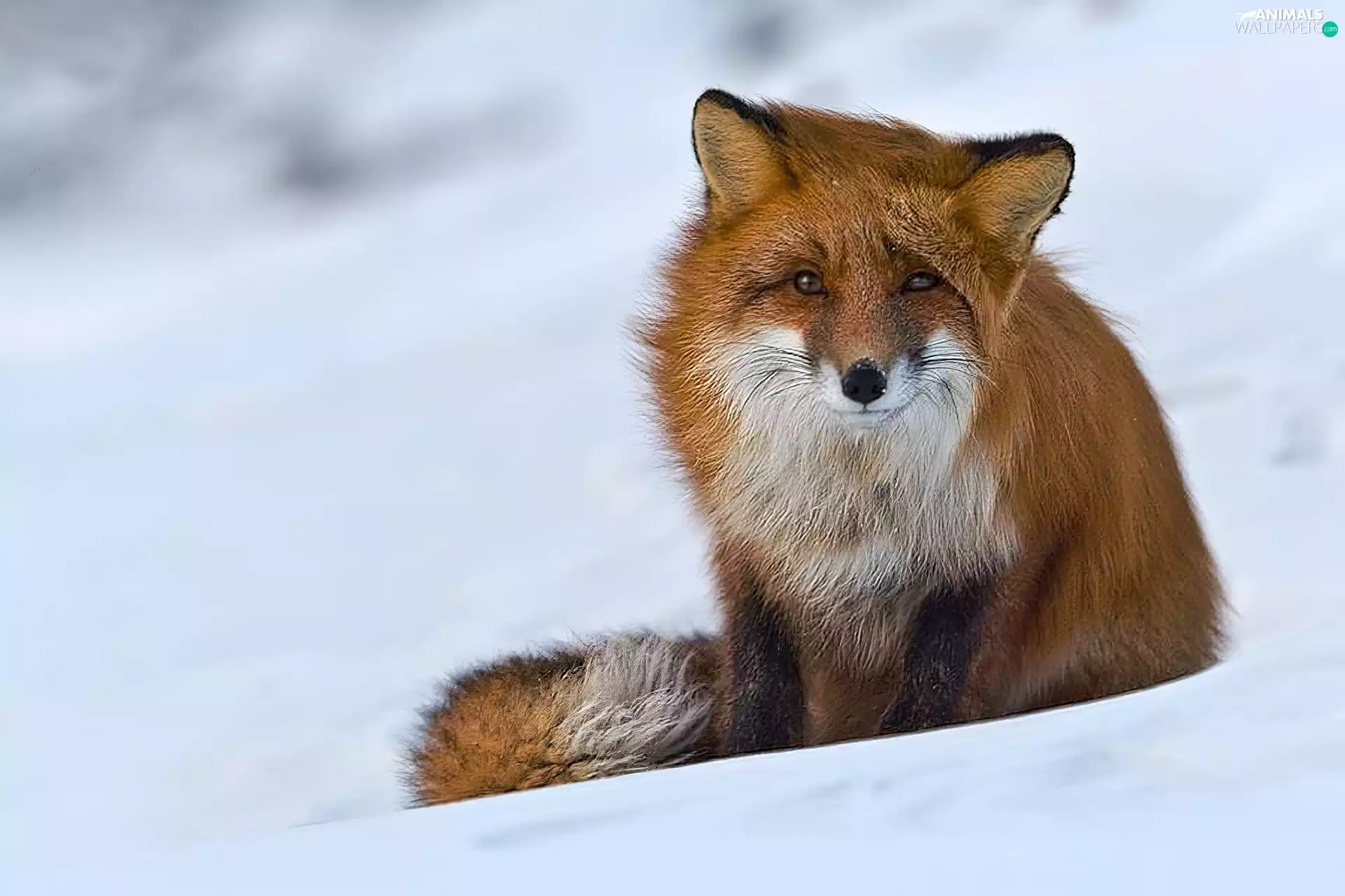 winter, an, snow, Fox