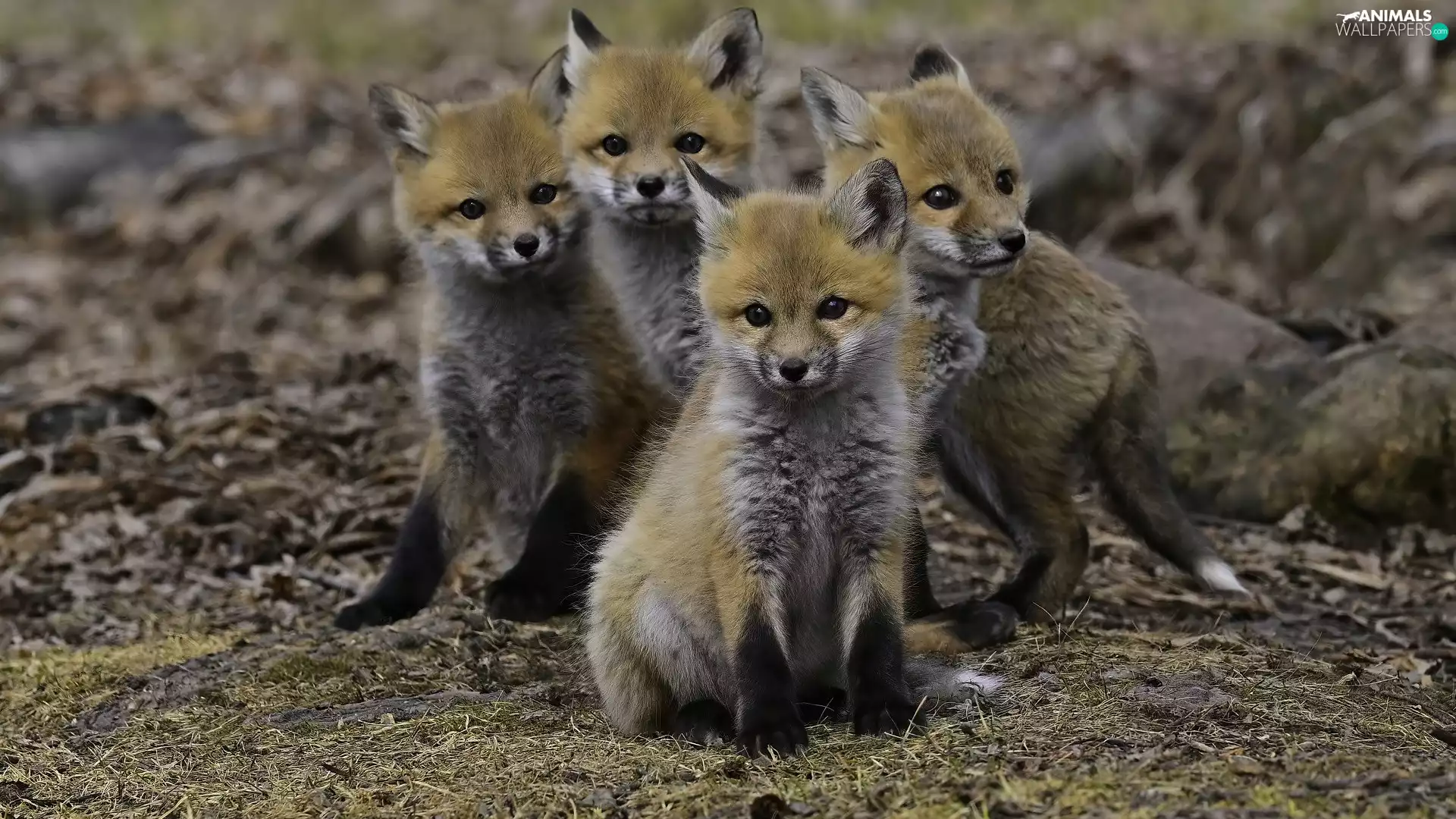 fox, four, young