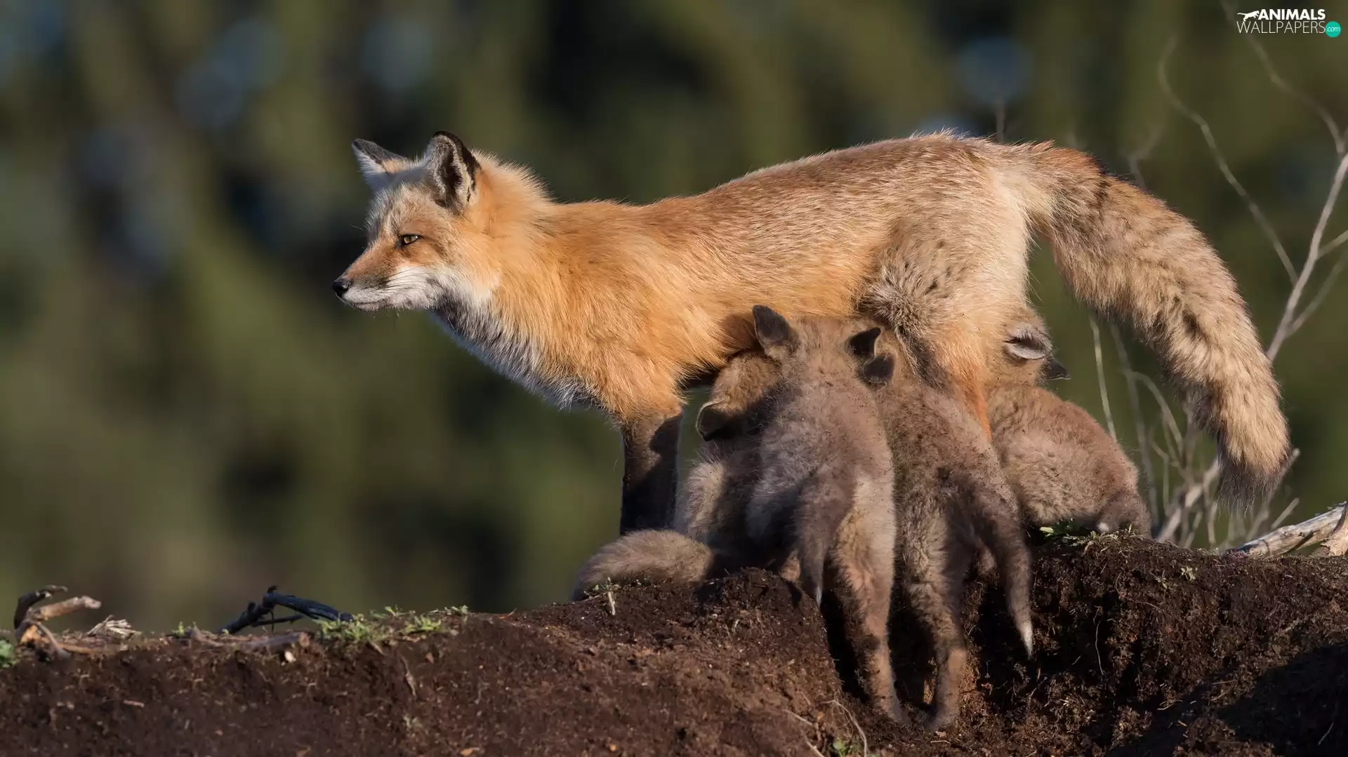young, foxes, Fox, mother, animals