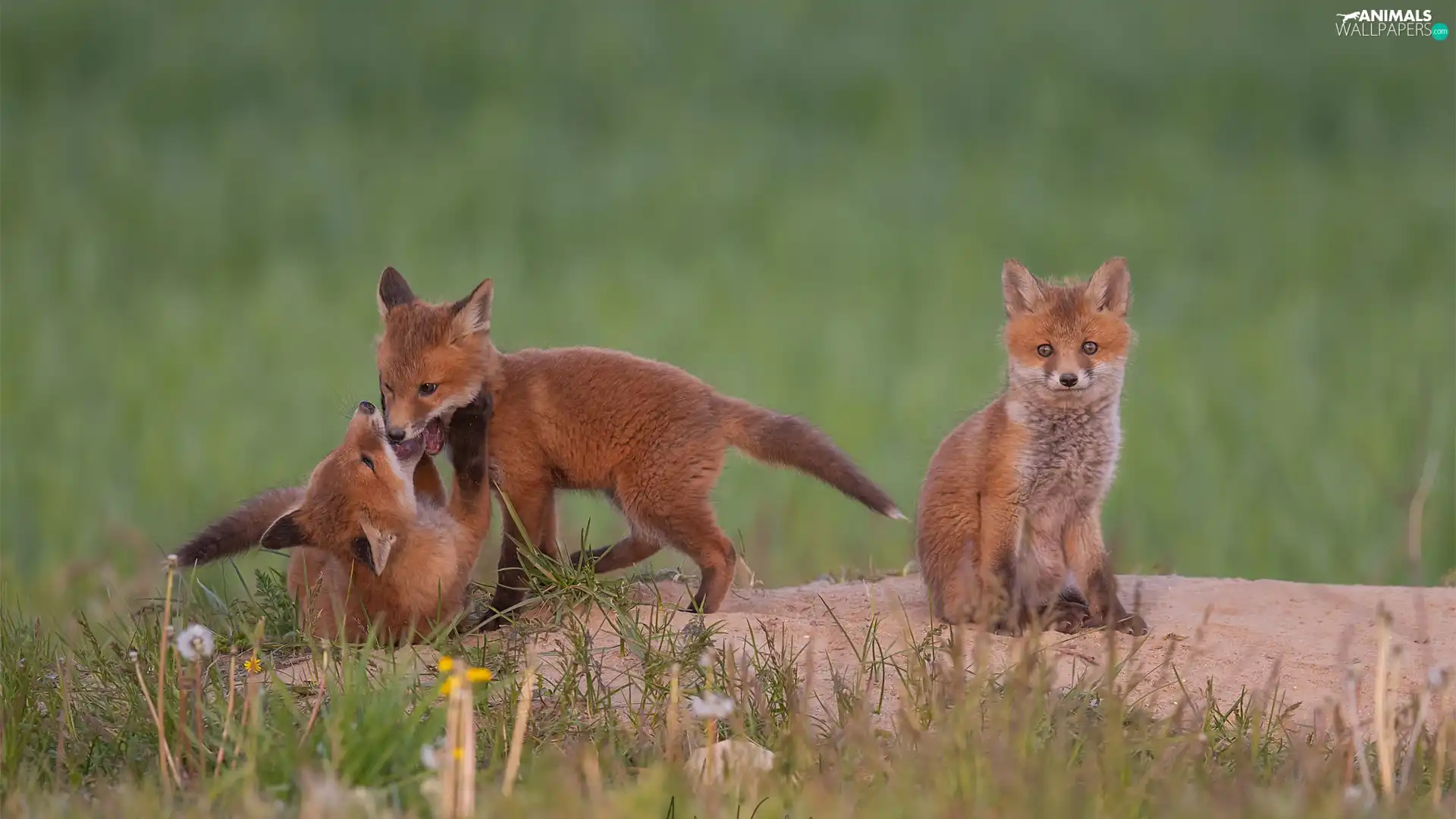 Three, foxes, fox, little doggies