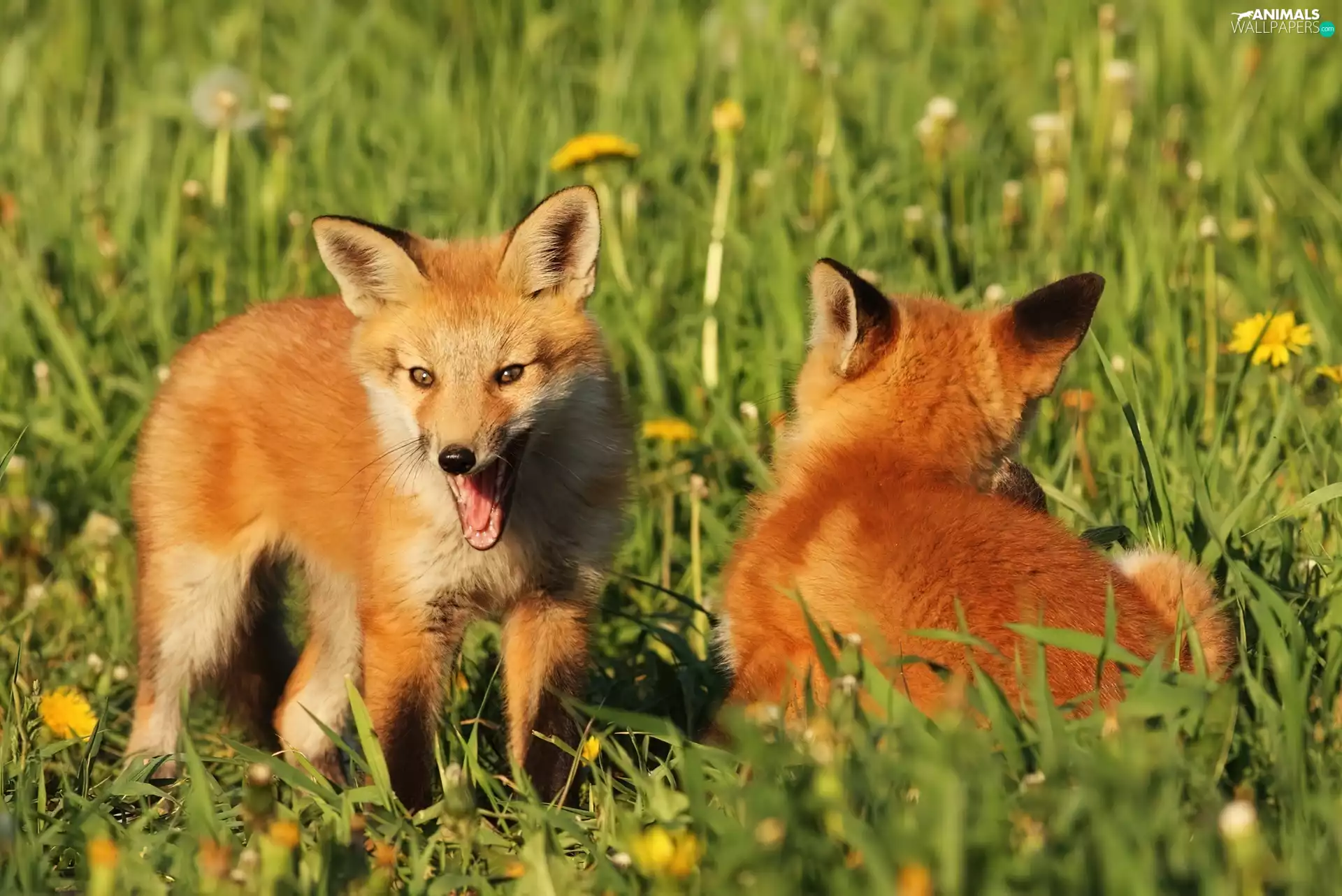 grass, Two cars, foxes
