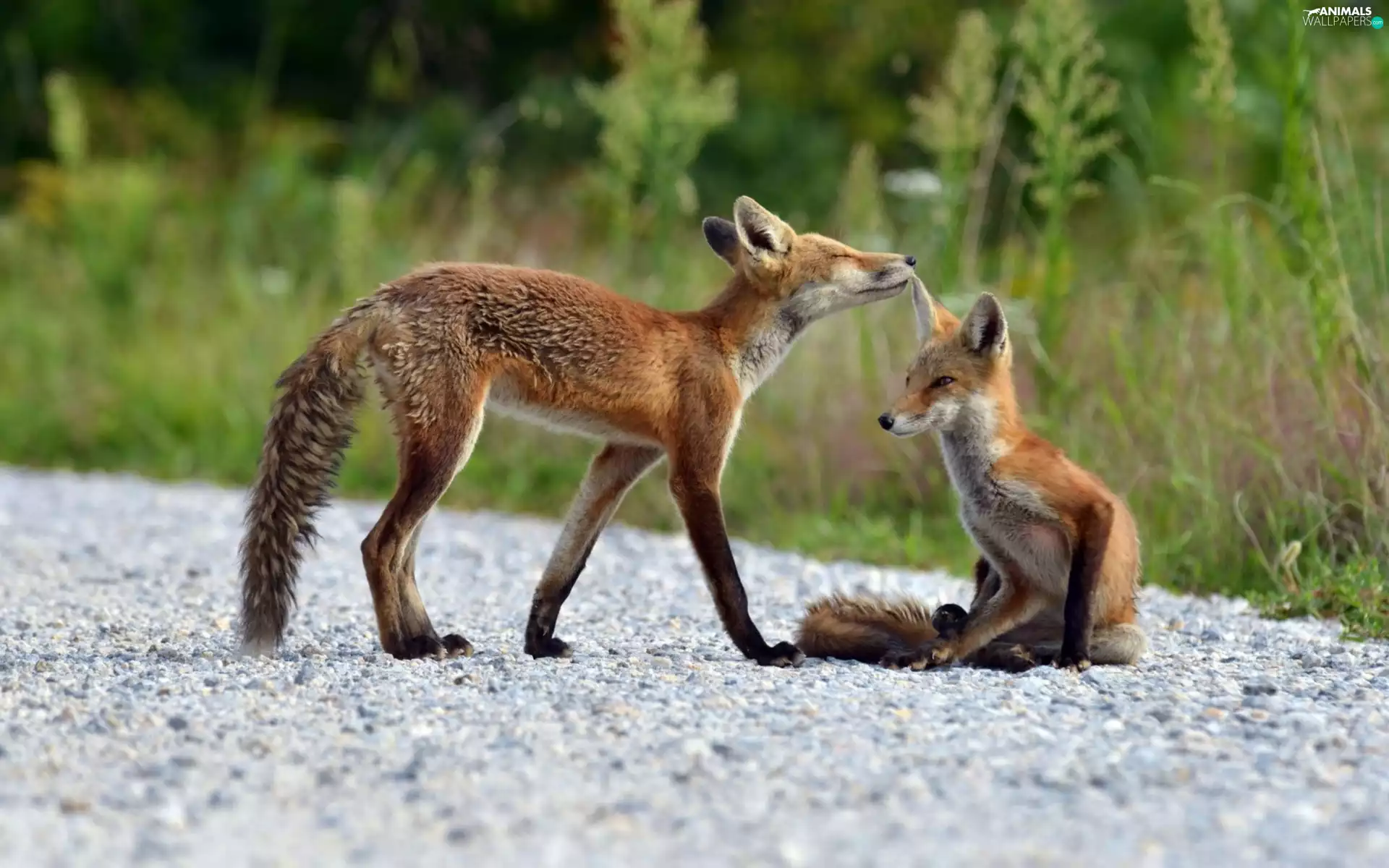 grass, Two cars, foxes