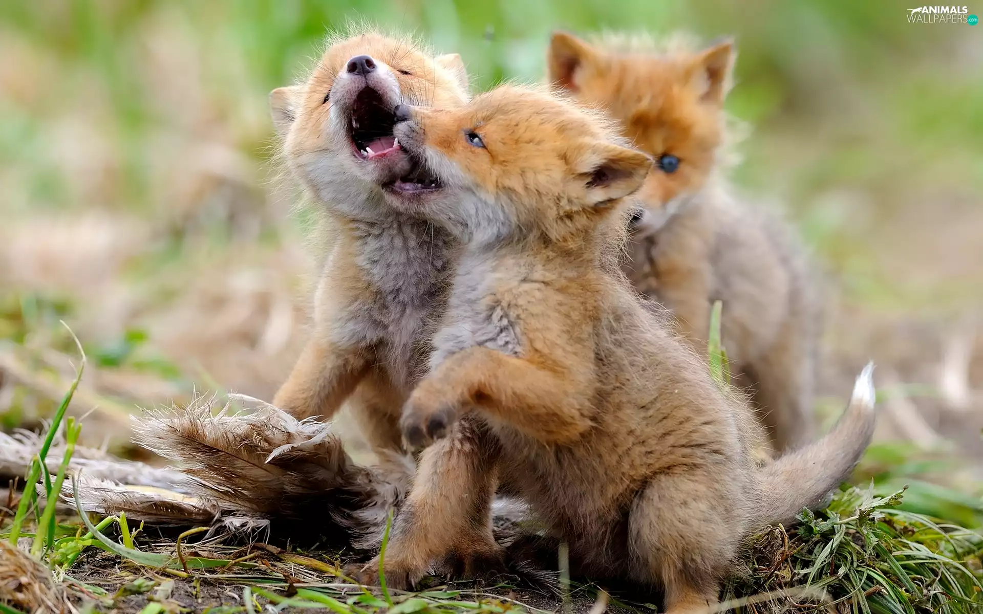 Three, foxes, play, little doggies