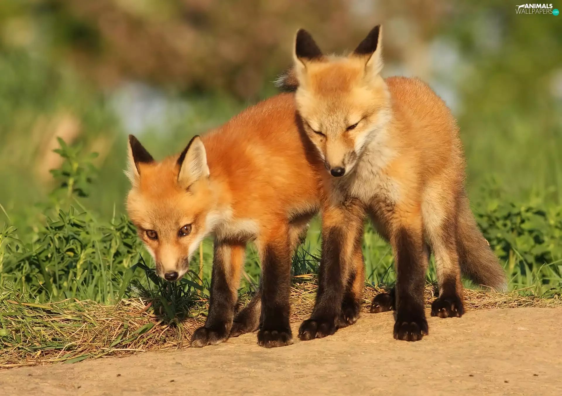 wander, Two cars, foxes