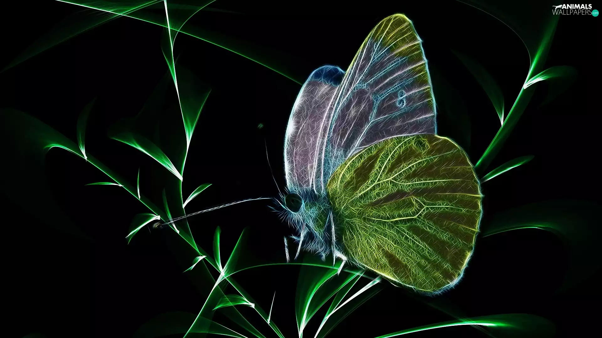 background, Fractalius, grass, Black, butterfly