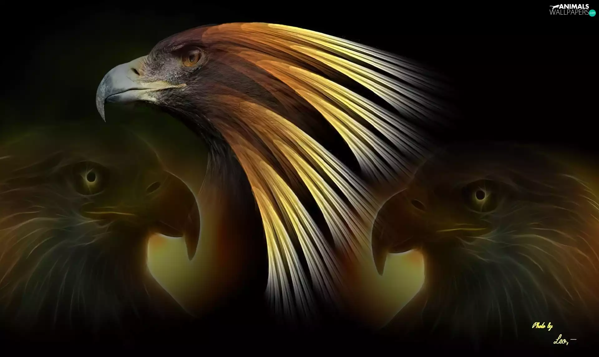 Fractalius, Eagles, Head