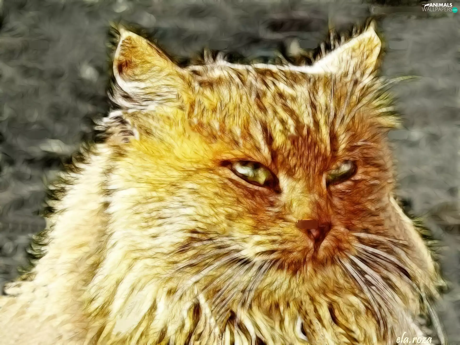 Fractalius, beige, kitten