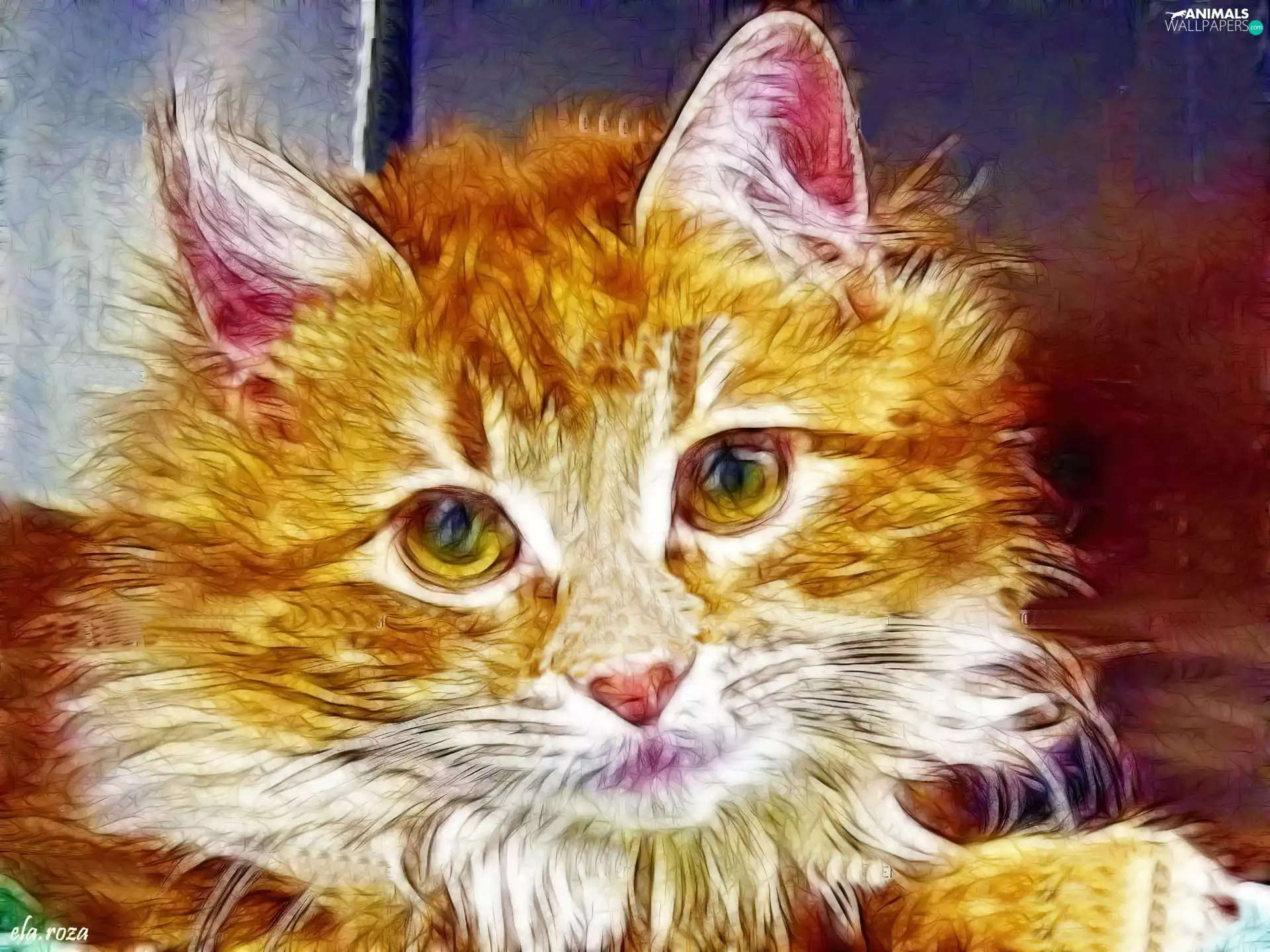 Fractalius, ginger, kitten