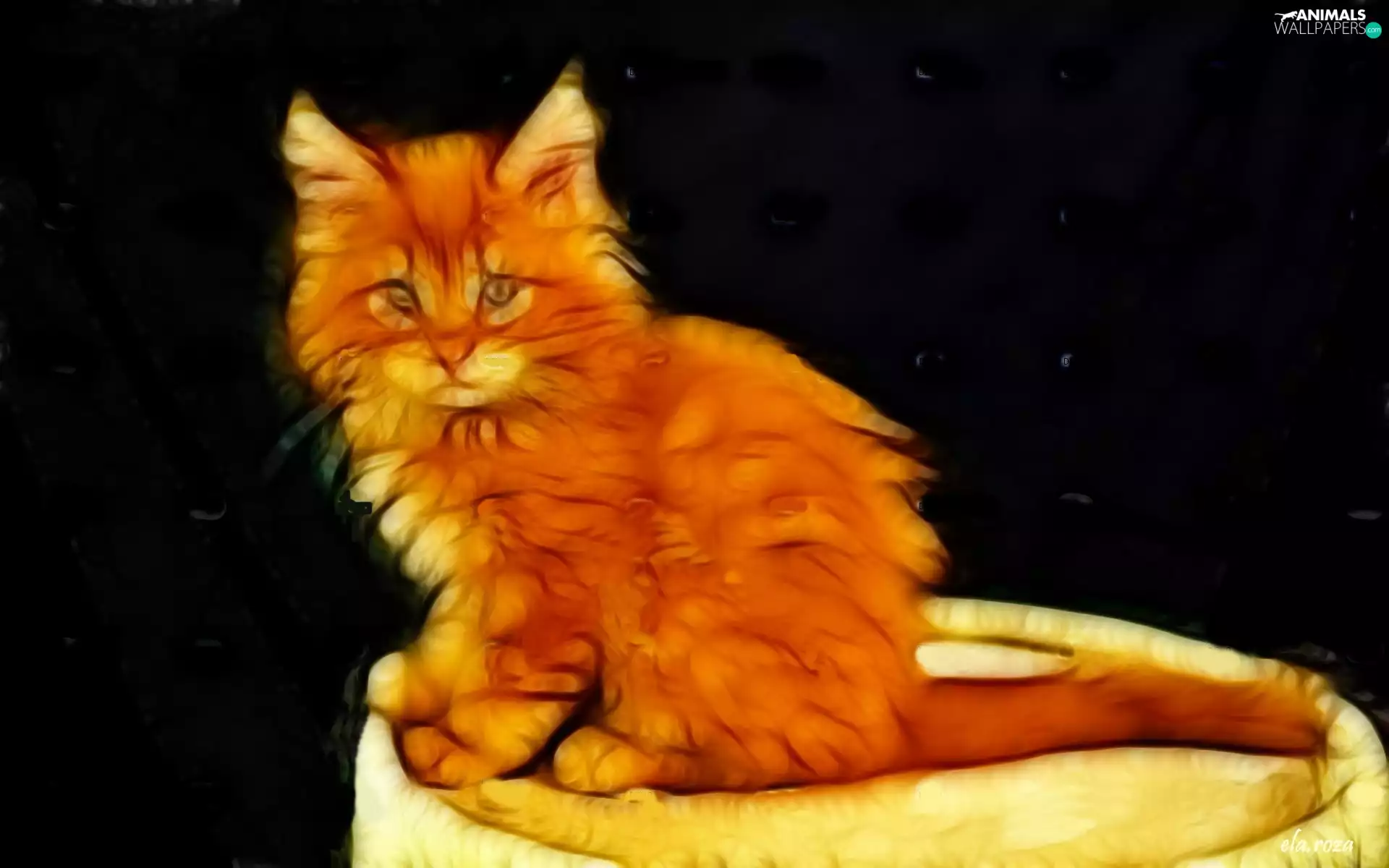 Fractalius, ginger, kitten
