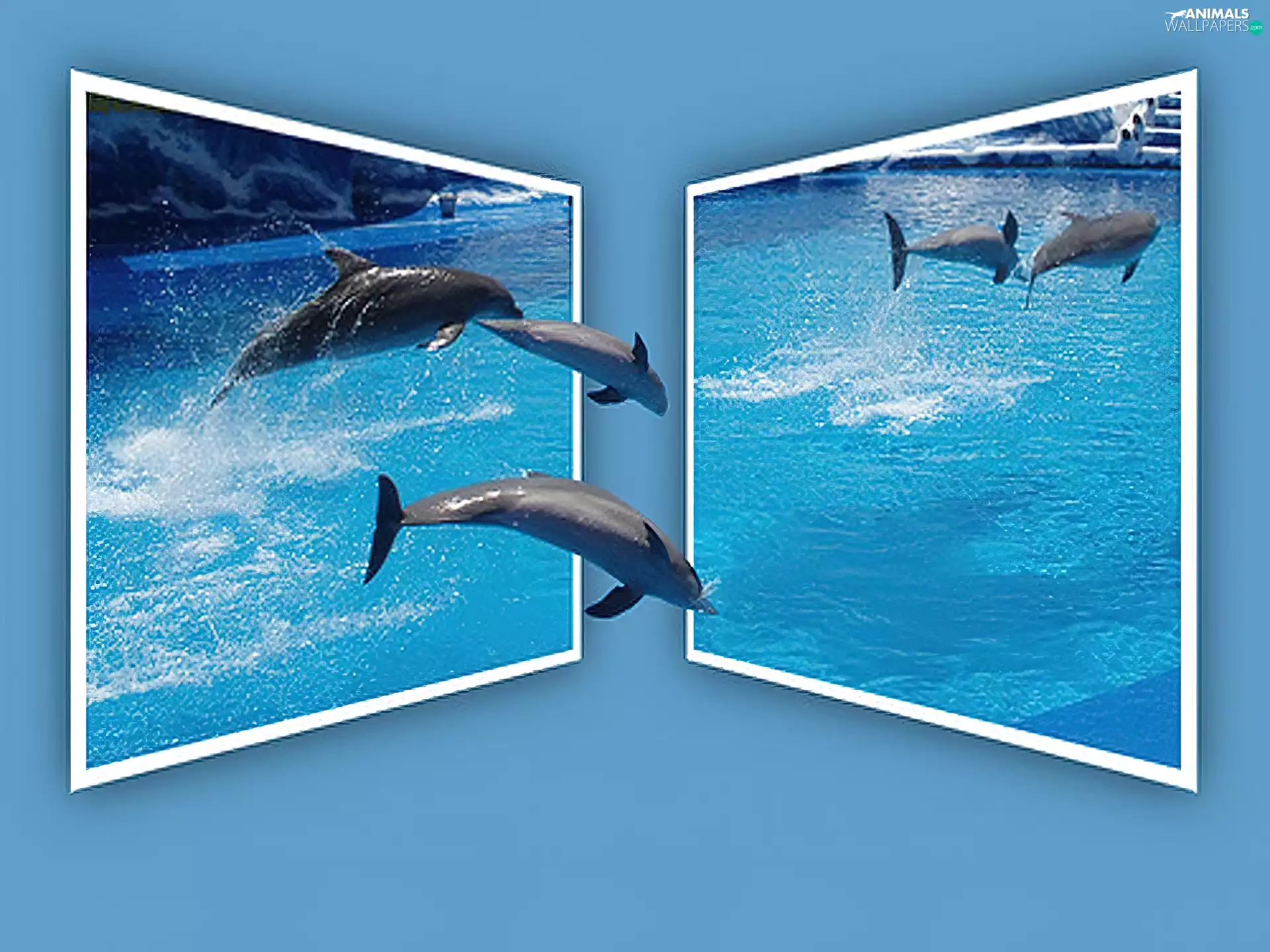 dolphins, water, 4d, frame