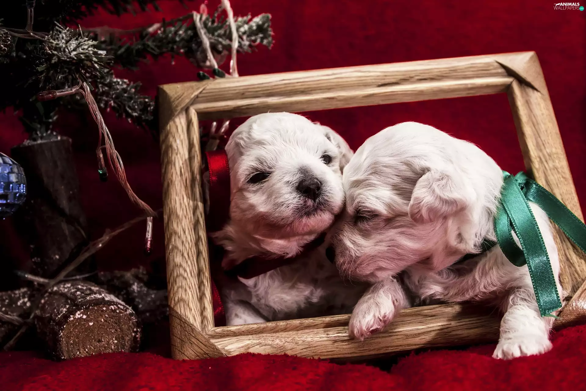 Wood, puppies, bows, frame