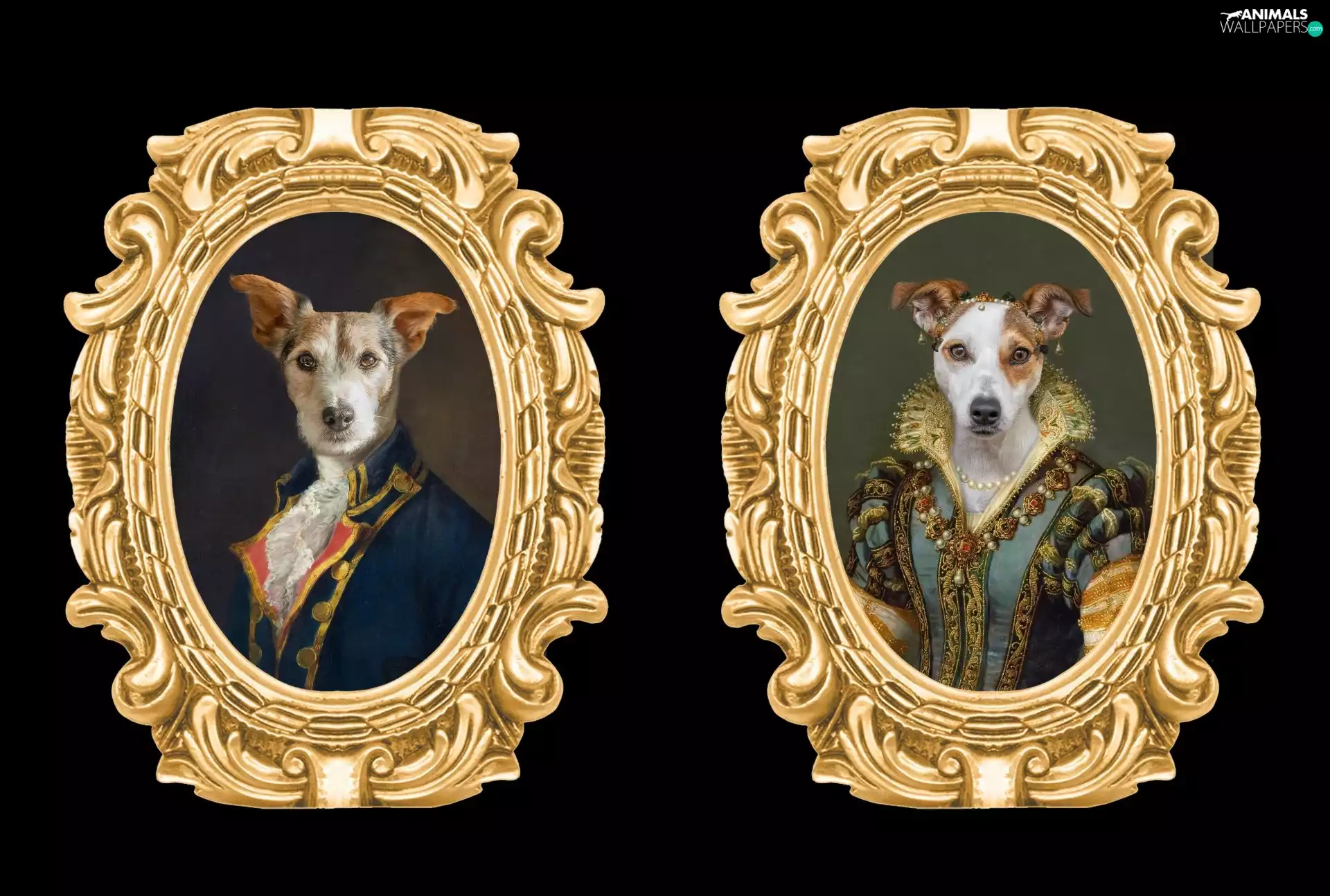 Golden, Dogs, Black, framing, portraits, costumes, background