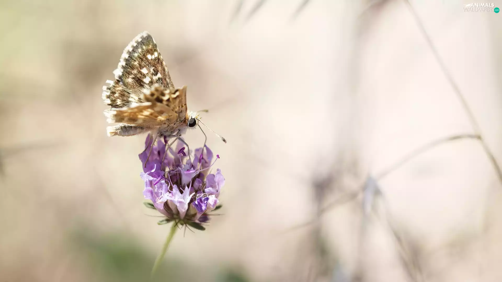 Colourfull Flowers, Close, frayed, Wing, butterfly