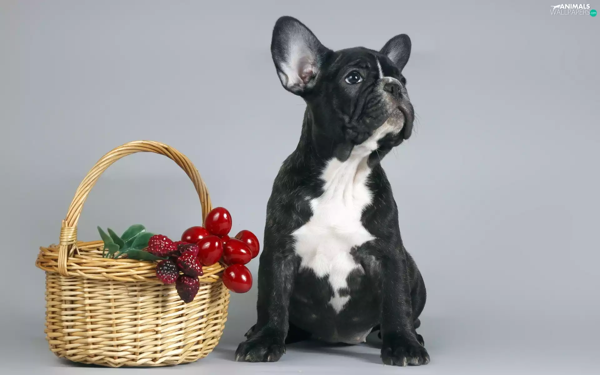 Buldog, basket, Fruits, french