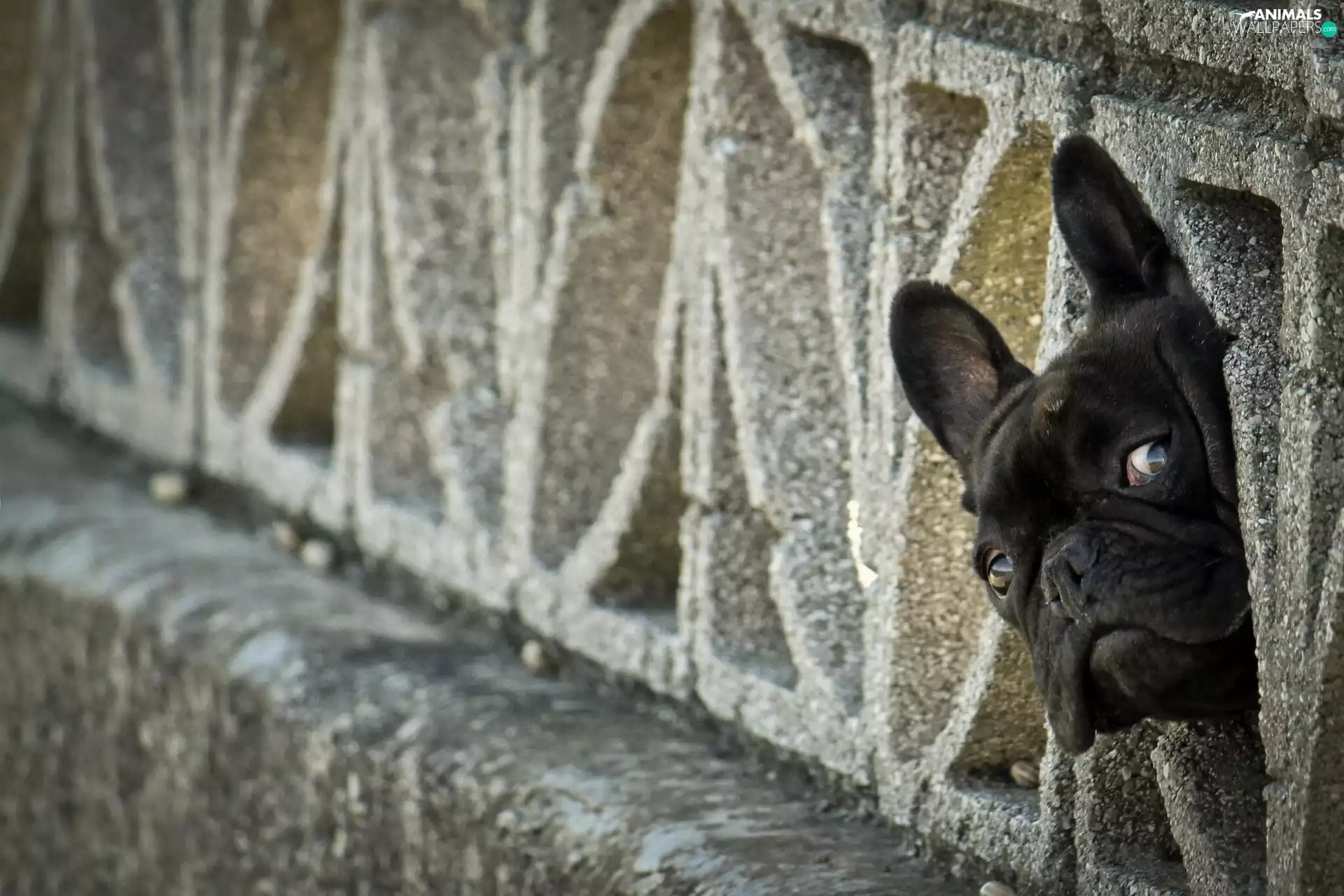 French Bulldog, Head
