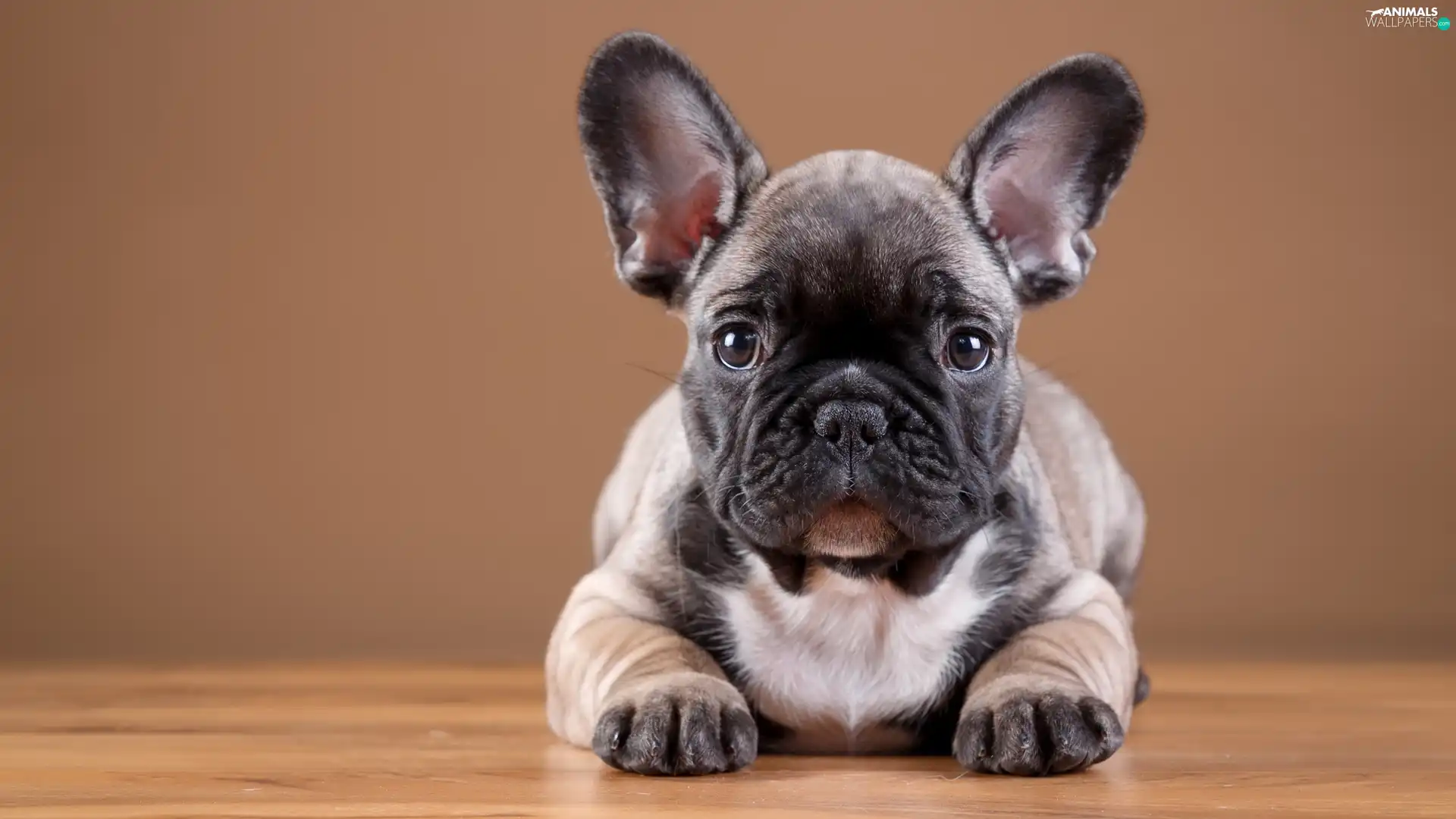 French Bulldog, Puppy