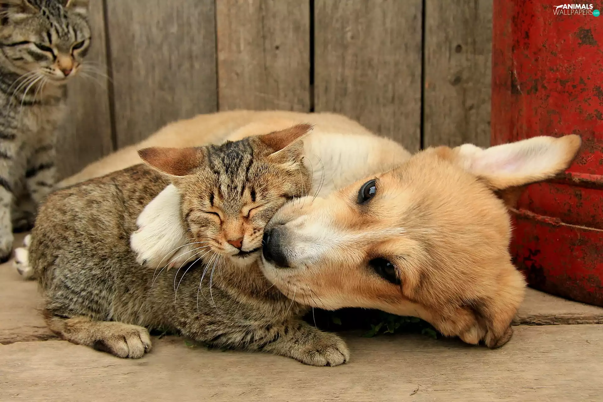 friends, dog, cat