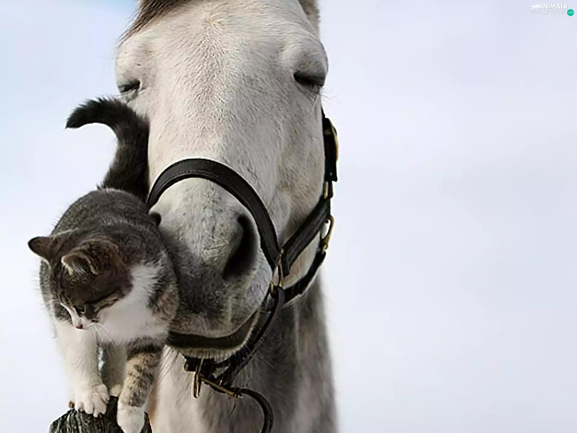 friends, Horse, cat