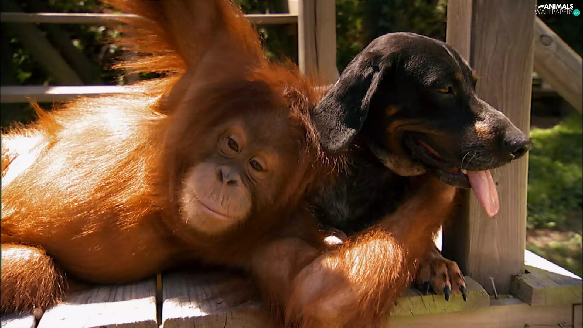 friends, orangutan, dog