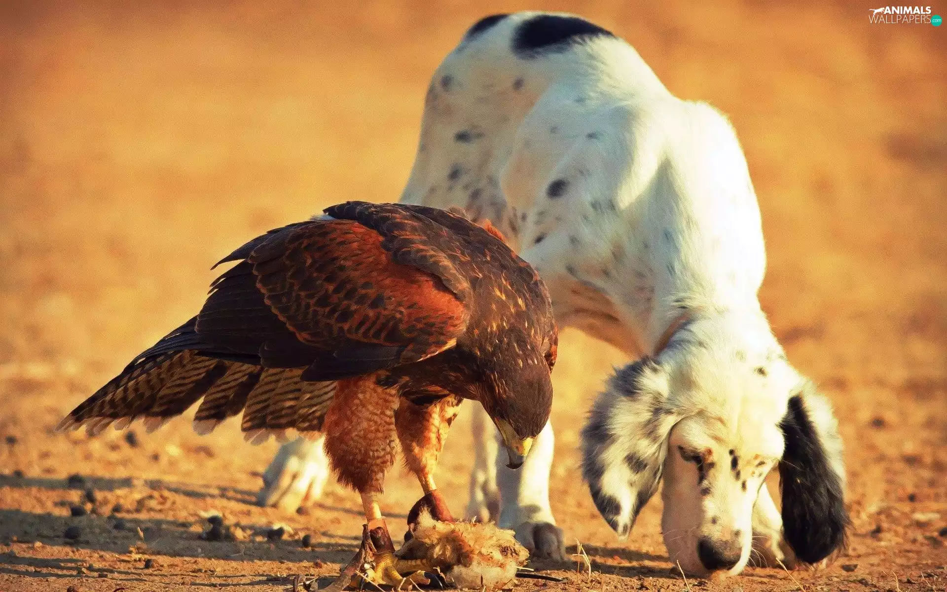 friends, dog, eagle