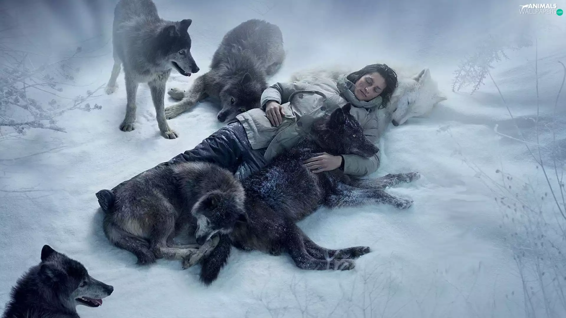 friends, wolves, Human