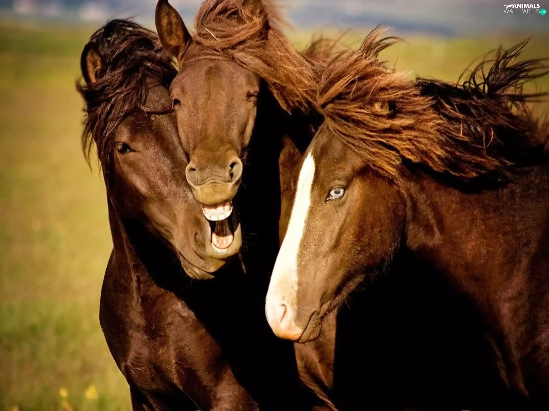 bloodstock, neigh, satisfaction, friendship